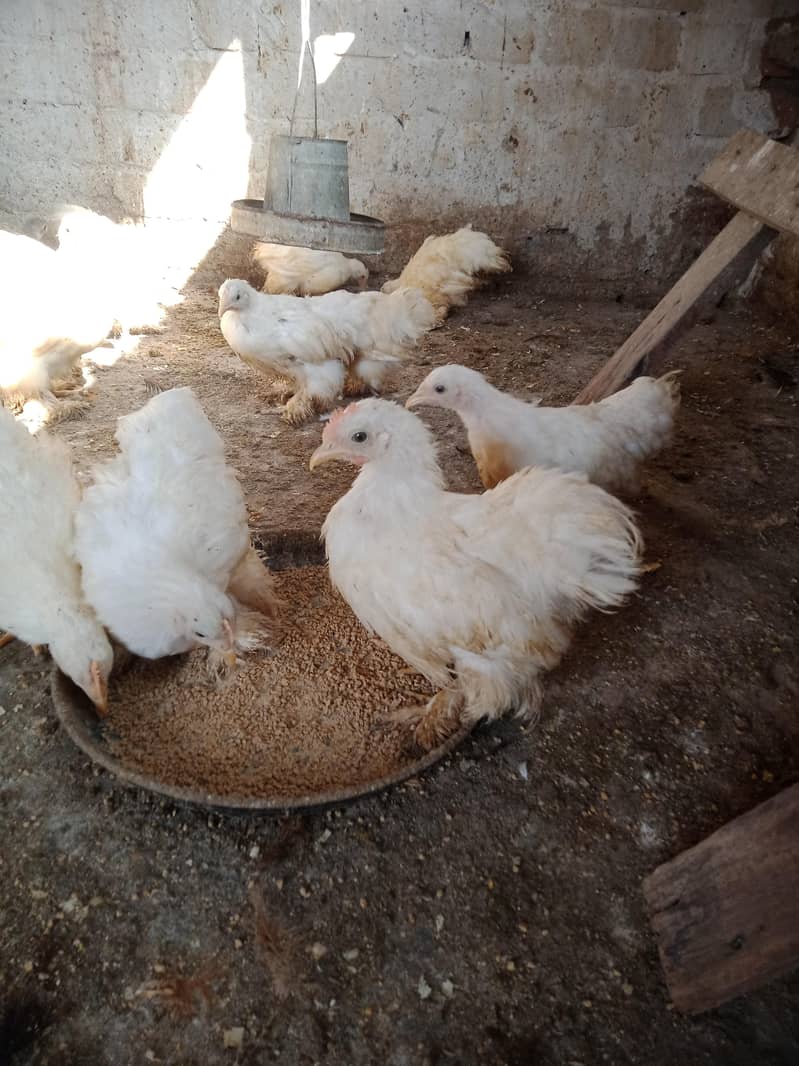 Bantam chicks 2