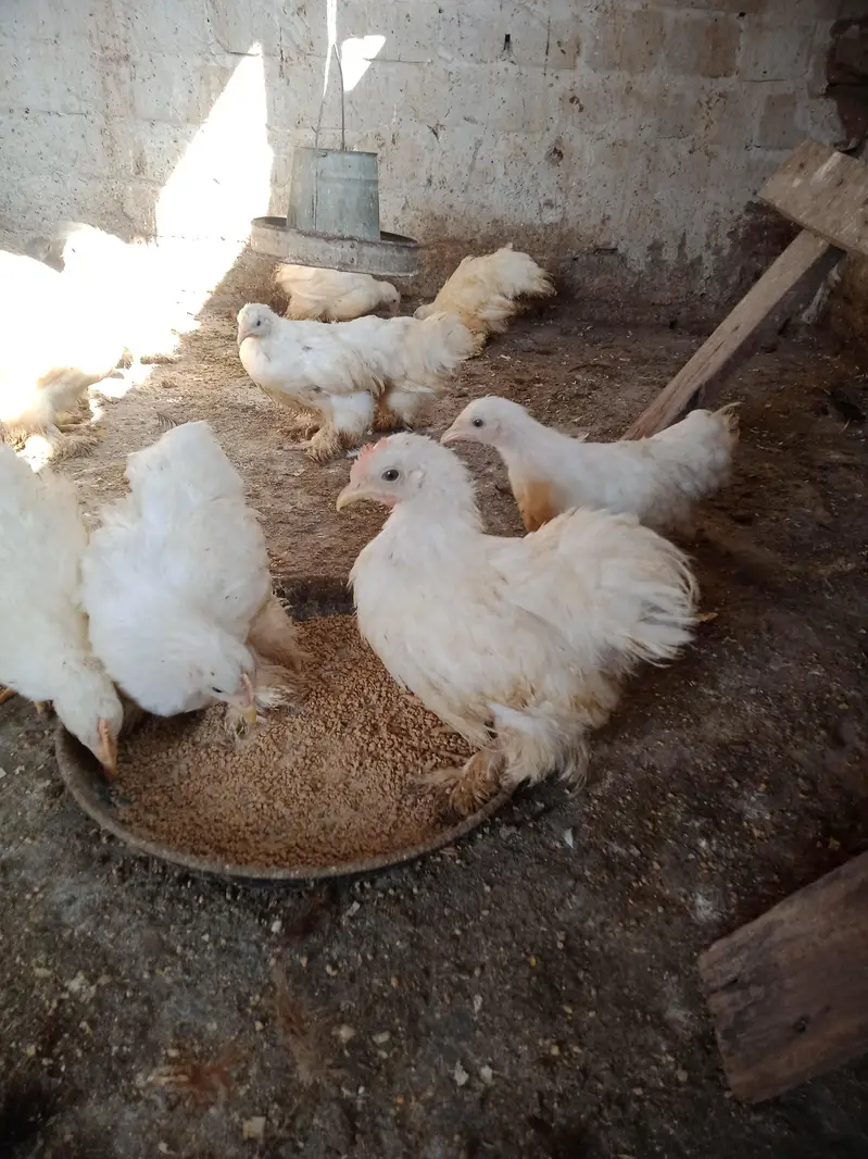 Bantam chicks — photo 3