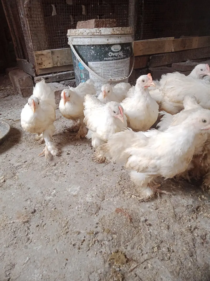 Bantam chicks — photo 4