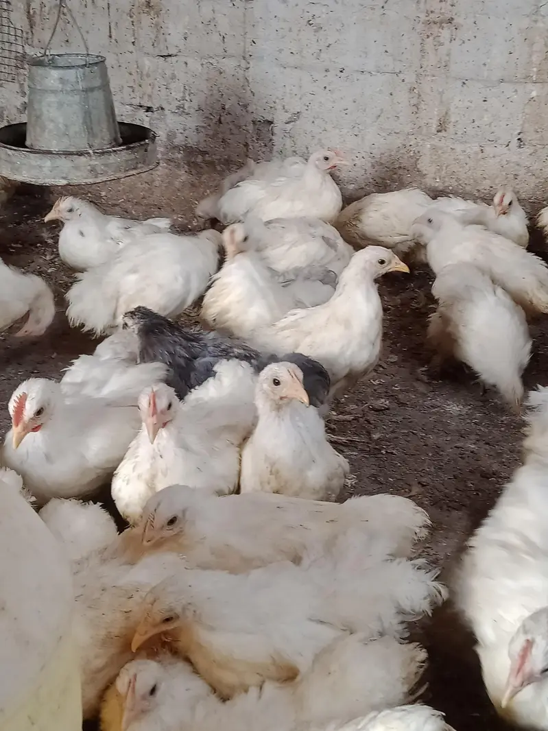 Bantam chicks — photo 5