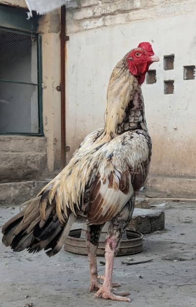 Cross breed of Mianwali + heera aseel