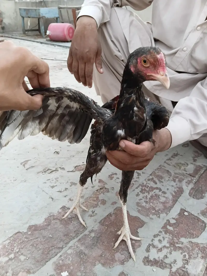 Breder Aseel For Sale Per Piece 8000 All 30000 — photo 3