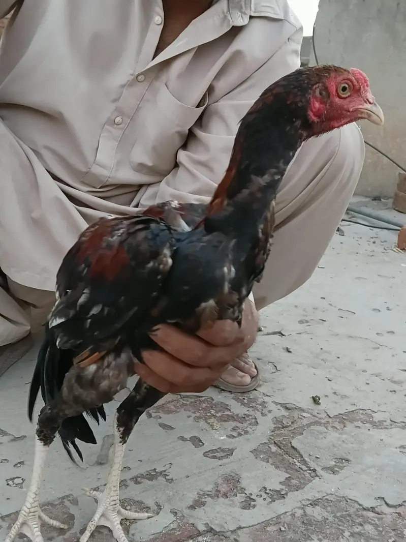 Breder Aseel For Sale Per Piece 8000 All 30000 — photo 9