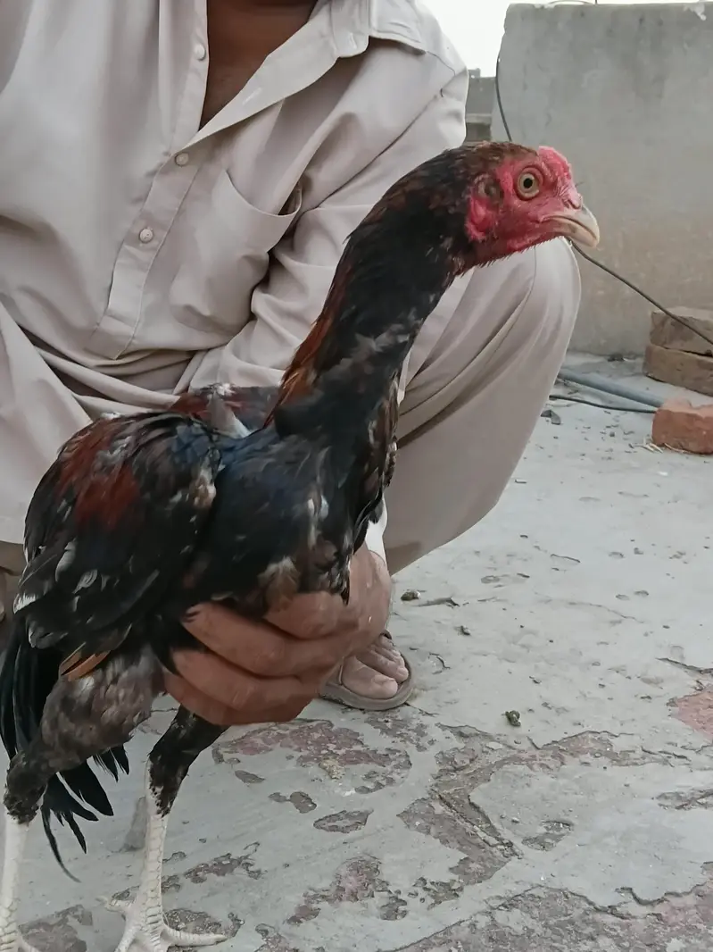 Breder Aseel For Sale Per Piece 8000 All 30000 — photo 10