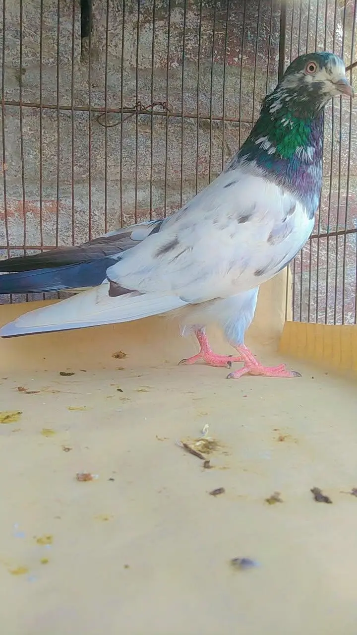 bohat achay kaboter for sale