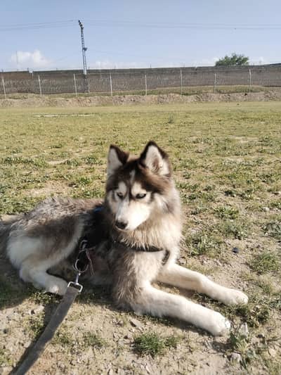 husky