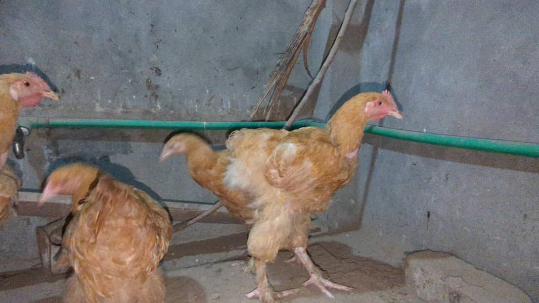 golden buff 2