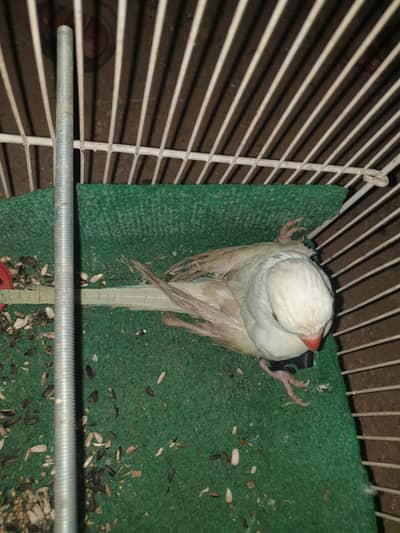 White parrot   for sale