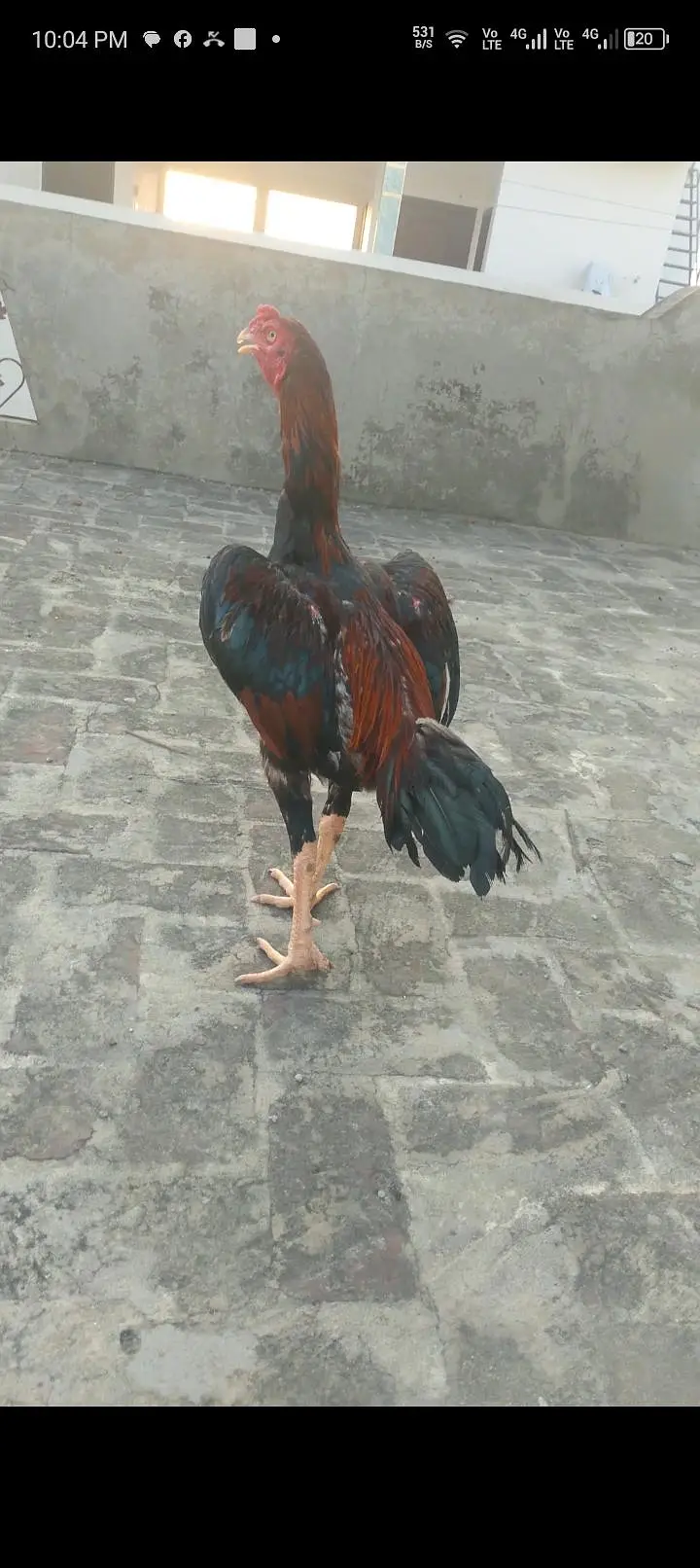 eggs for sale