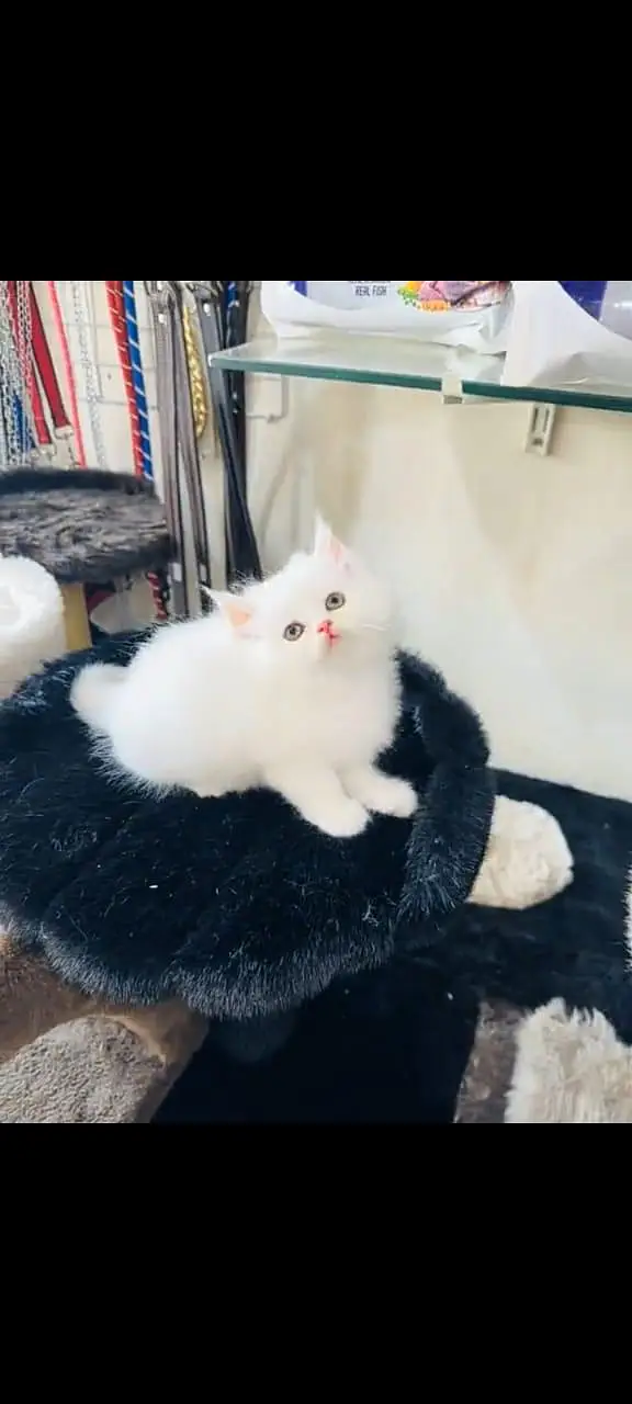 Persian cat for sale 2 month age available — photo 2