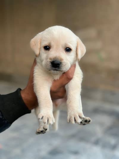 labrador puppies available for sale