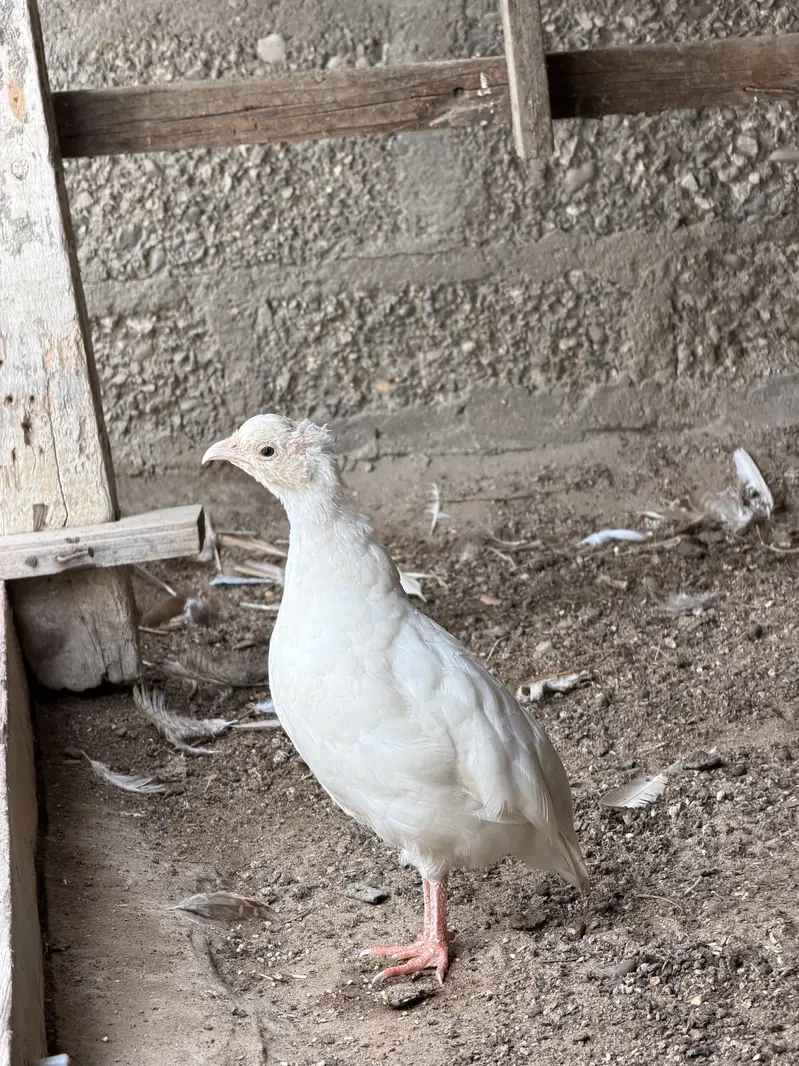 Breeder pair white Madi or Erani Nar — photo 4