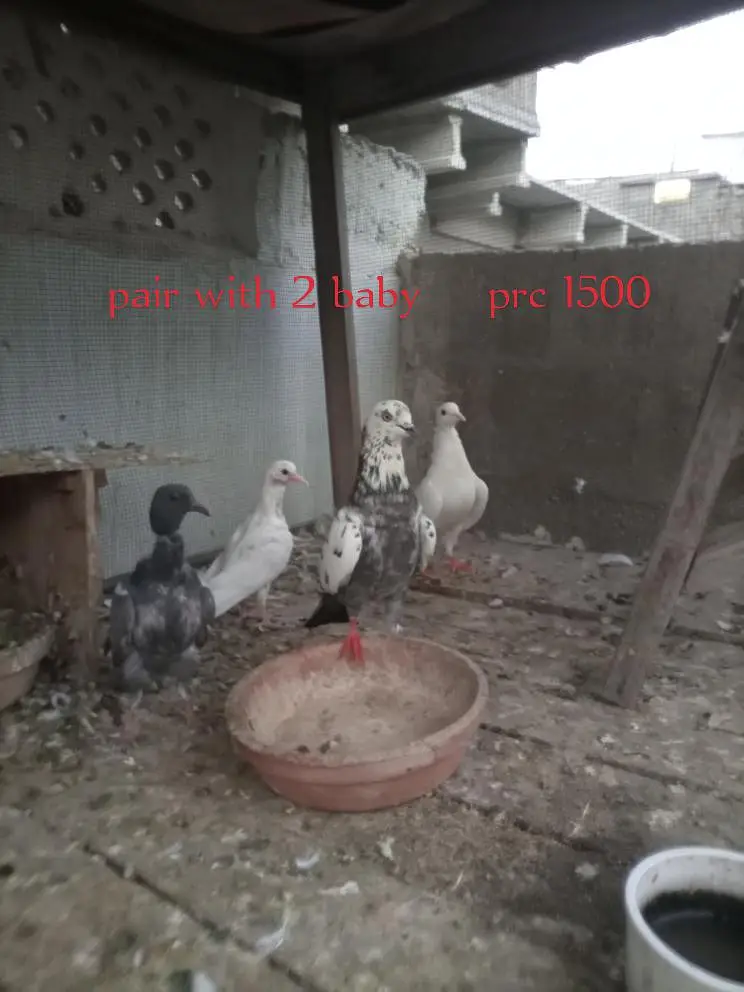 har ak k prc mention hen