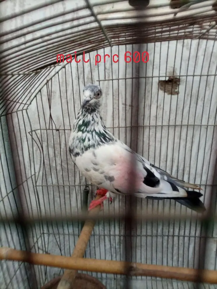 har ak k prc mention hen — photo 2