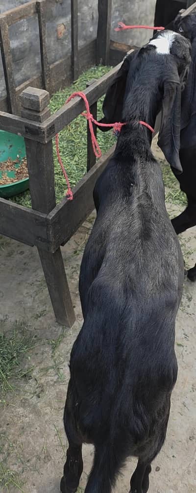 BAKRA FOR SALE FOR QURBANI 2027