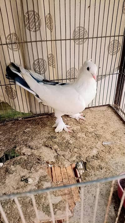 Pigeon female