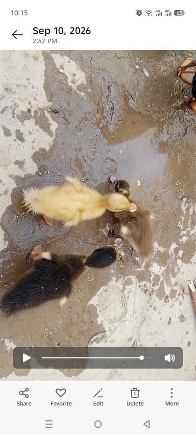 Full black duck is male yellow and black yellow duck is female
