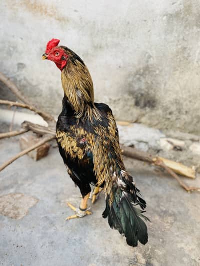 High quality murga available