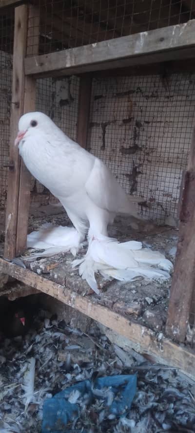 pomerian baloon female ready first breed