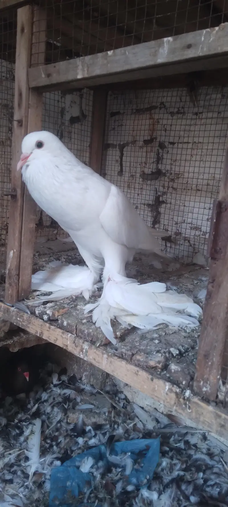 pomerian baloon female ready first breed