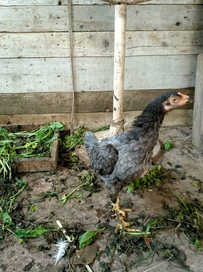 aseel murgi second  breed
