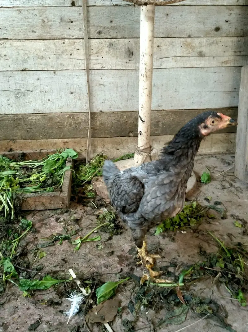 aseel murgi second  breed