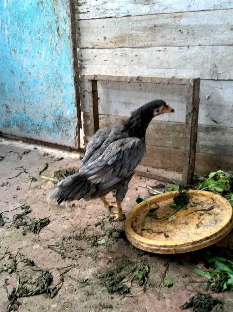 aseel murgi second  breed — photo 2