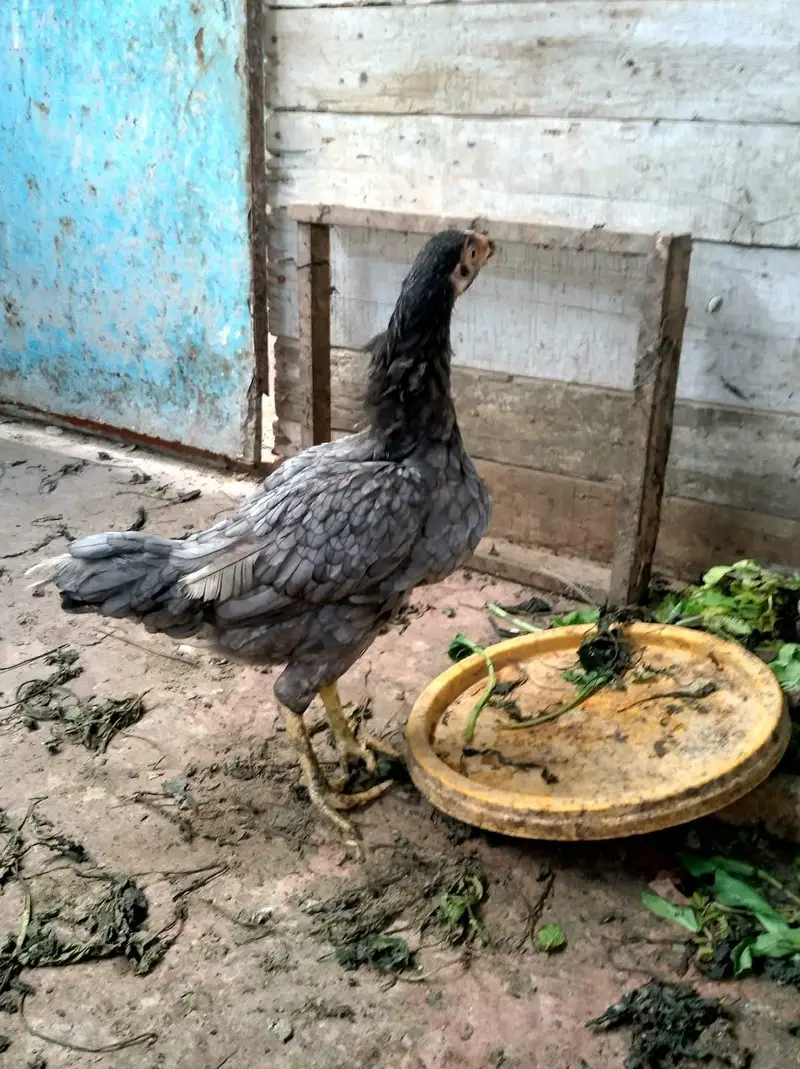 aseel murgi second  breed — photo 5