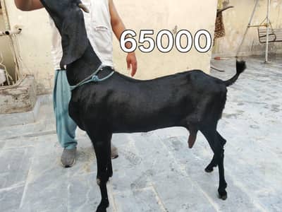 Goats available 5 female and 1 male urgent sale