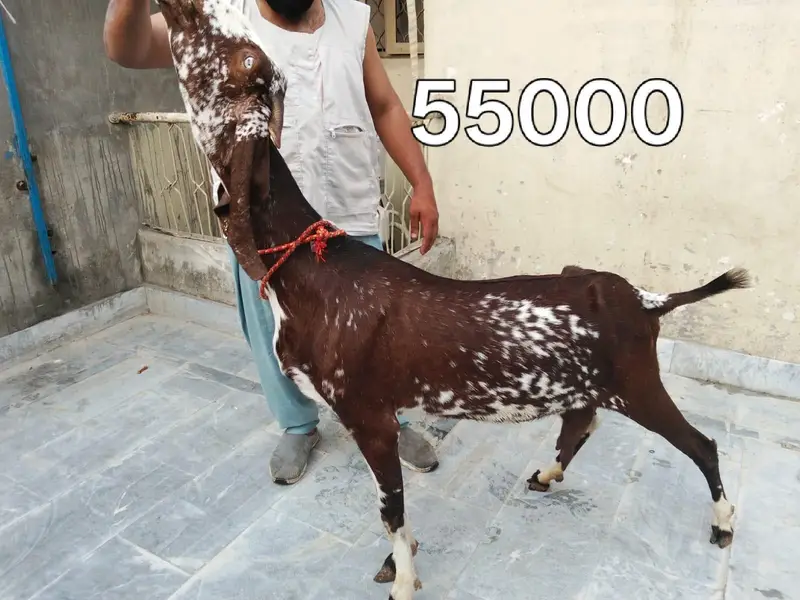 Goats available 5 female and 1 male urgent sale — photo 4