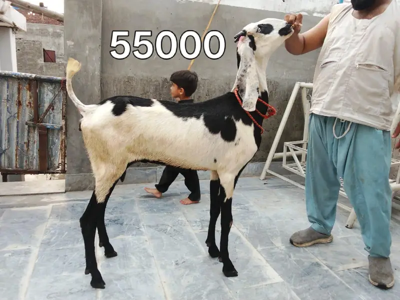 Goats available 5 female and 1 male urgent sale — photo 5