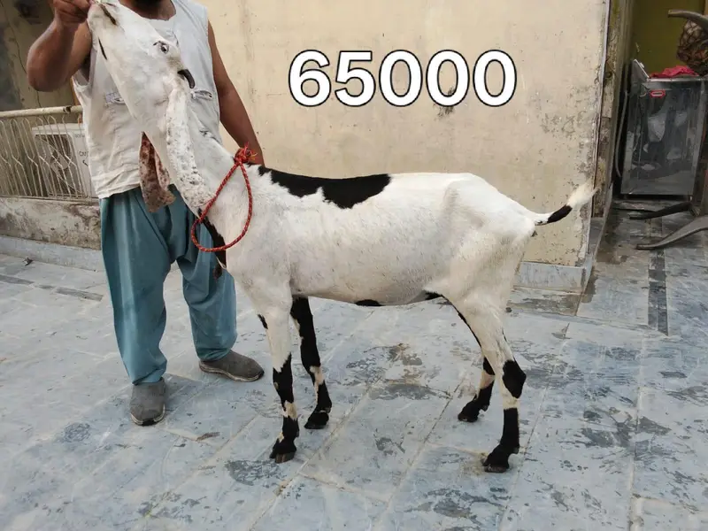 Goats available 5 female and 1 male urgent sale — photo 6