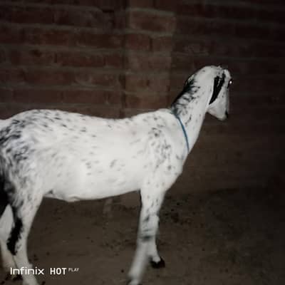 Taddy Nasal Healthy Bakra for Sale – Meat Purpose