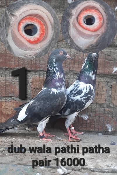 dub waly adult pair