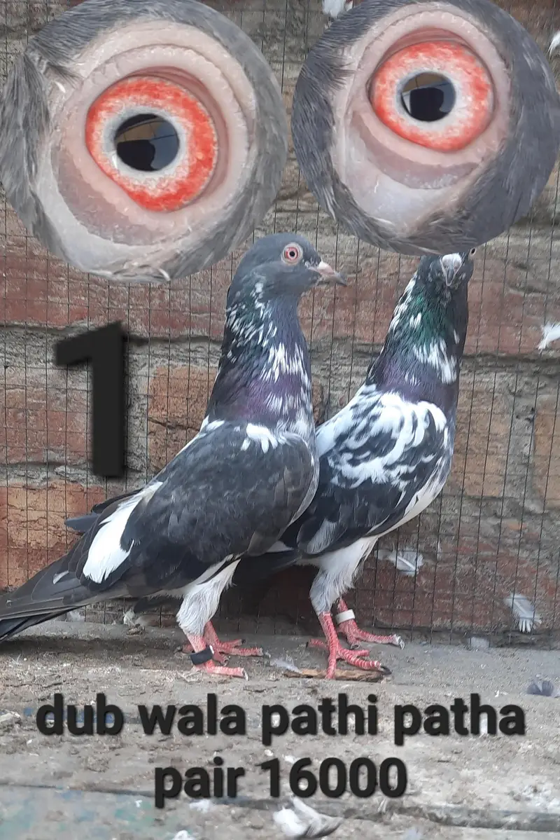 dub waly adult pair