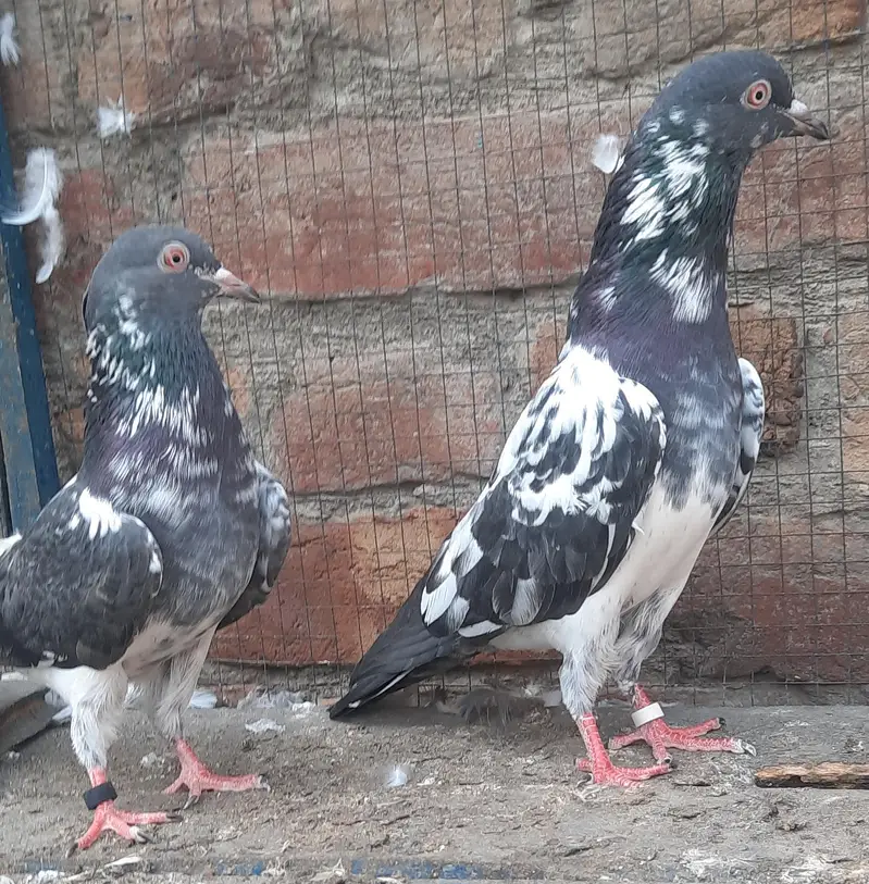 dub waly adult pair — photo 2