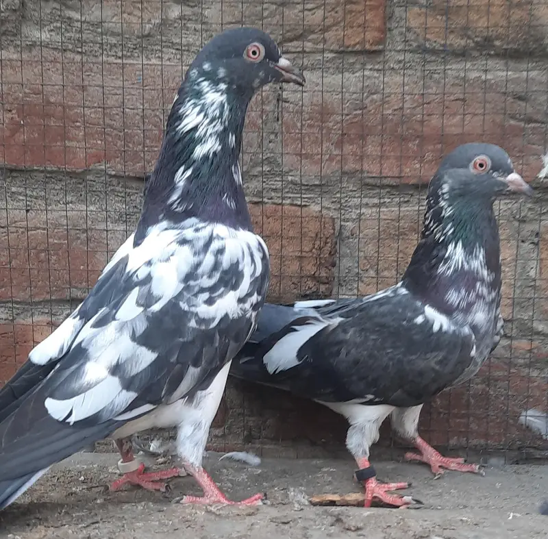 dub waly adult pair — photo 3