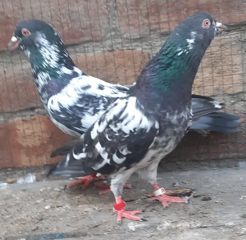 dub waly adult pair — photo 6