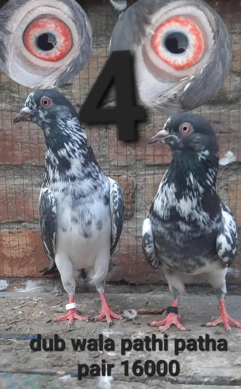 dub waly adult pair — photo 10