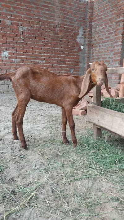 beetal goat female