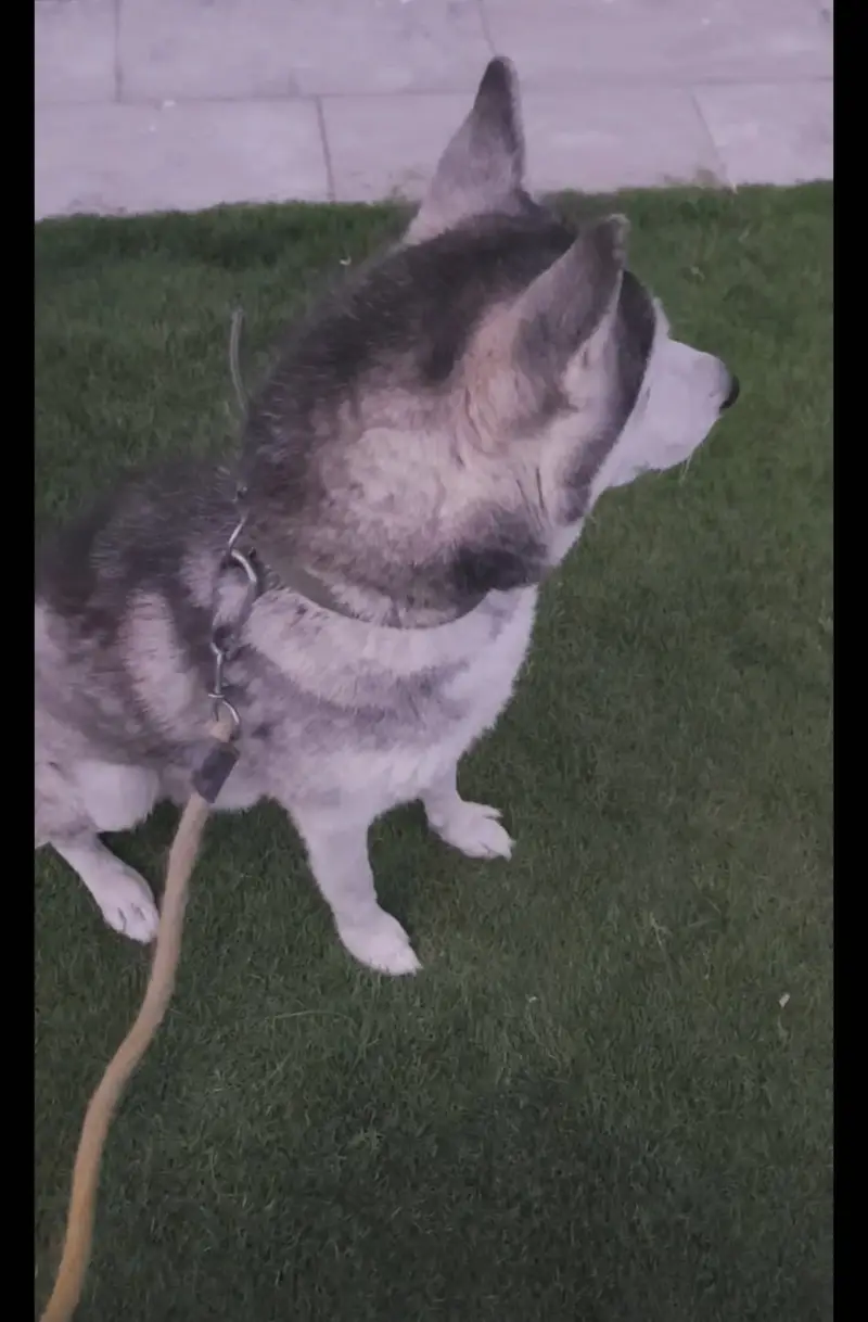 Siberian husky up for Adoption — photo 2