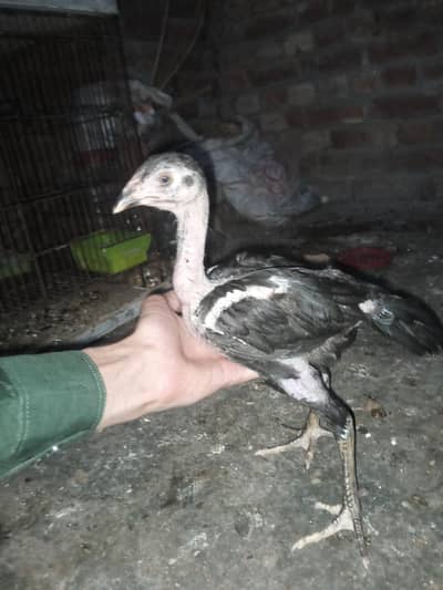 aseel chiks  sell Arjunt
