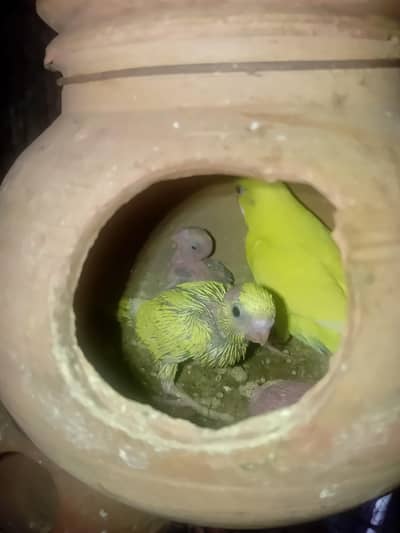 Australian parrot pair