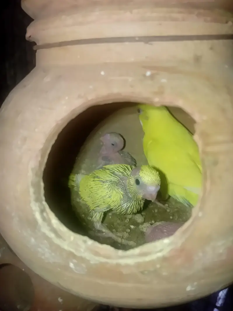 Australian parrot pair