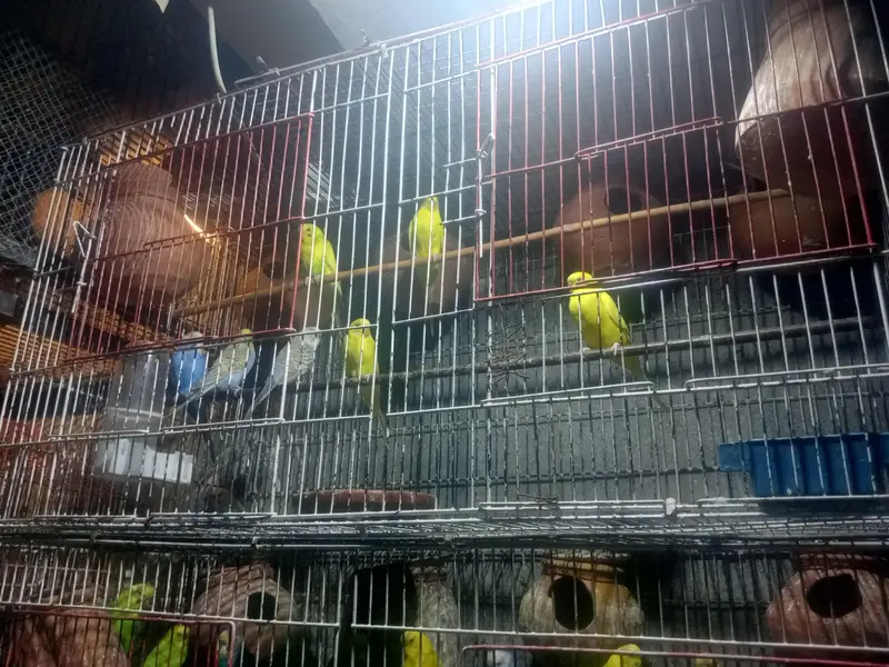 Australian parrot pair — photo 2