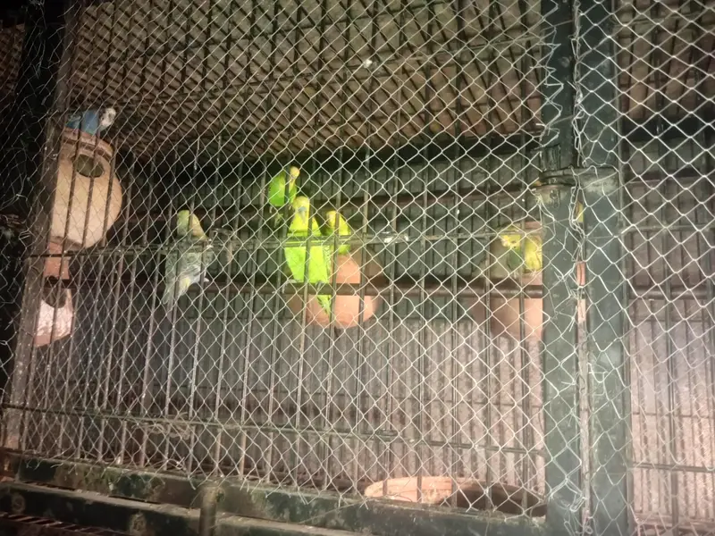 Australian parrot pair — photo 3