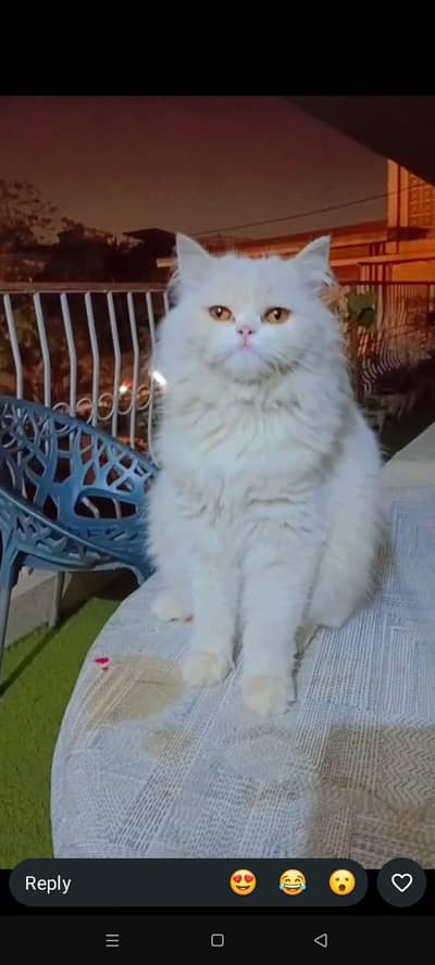 pure white triple coated Persian cat