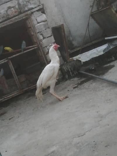white aseel murgha