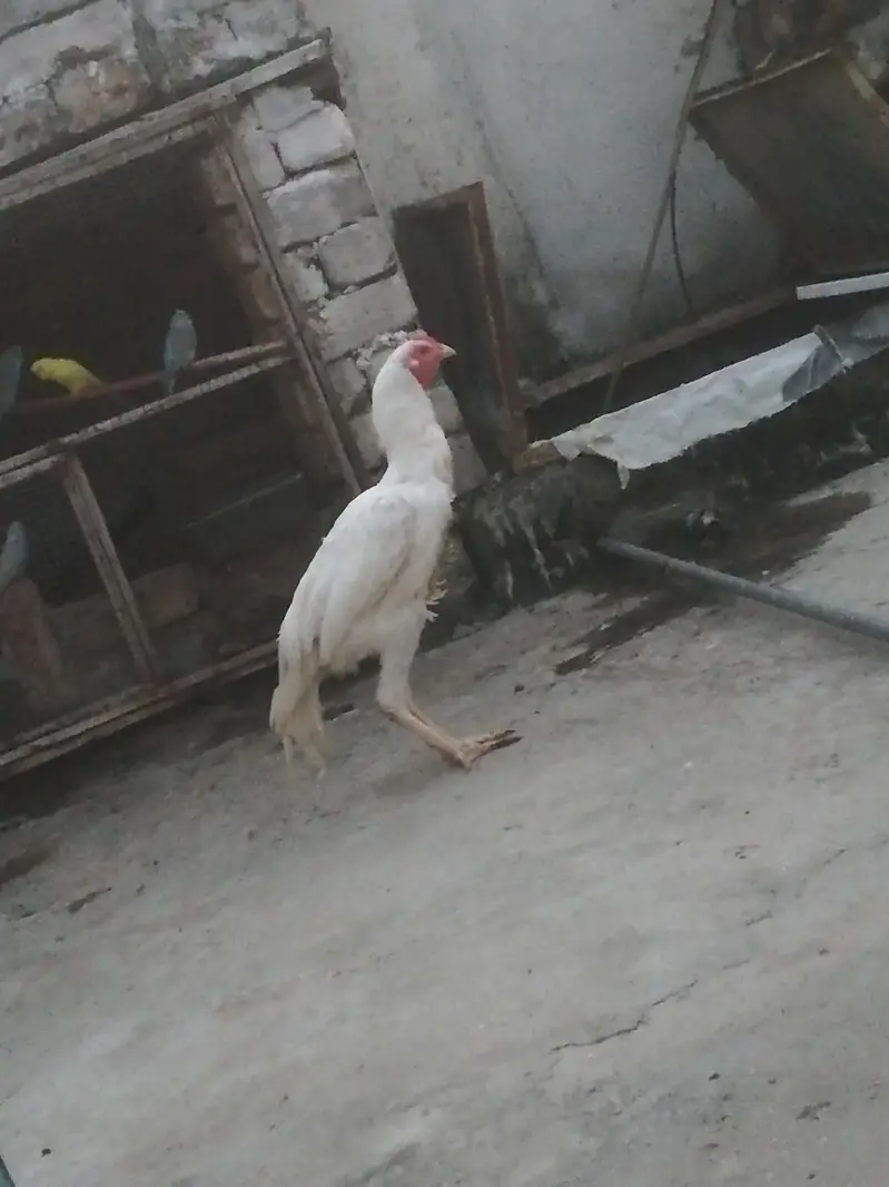 white aseel murgha