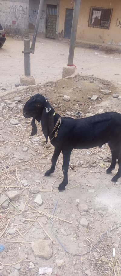 bakra sell